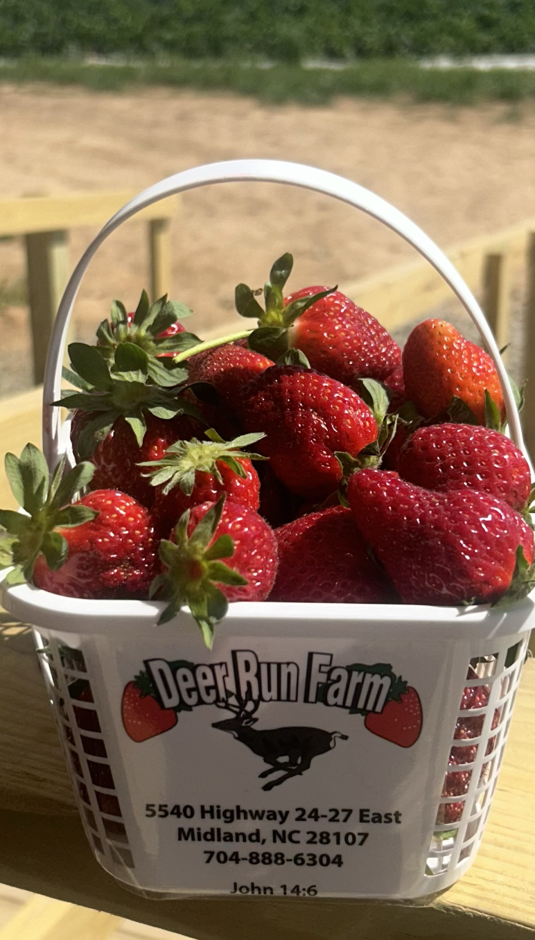 トップス R&D.M.Co- HAND PICKED STRAWBERRY TEE R&D.M.Co- HAND PICKED STRAWBERRY TEE Strawberries! - Rittman